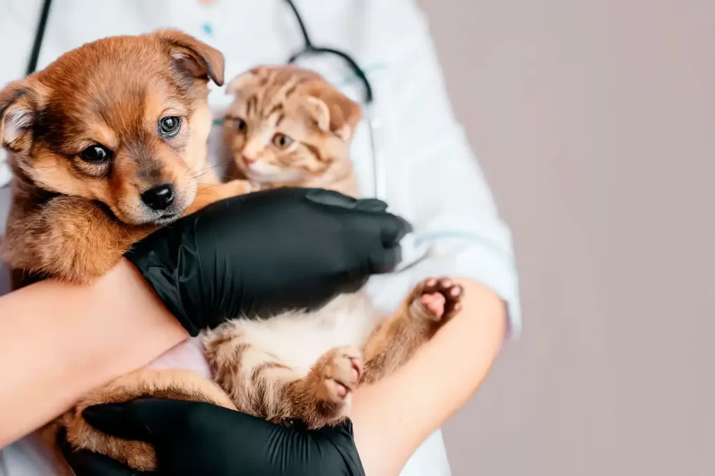 Asistente Técnico Veterinario Perros y Gatos (ATV)