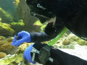 técnico de fauna marina en grandes acuarios