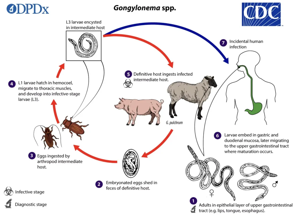 El Autillo Europeo: Amenazas y conservación 9 Ciclo biológico de Gongyfonema sp.