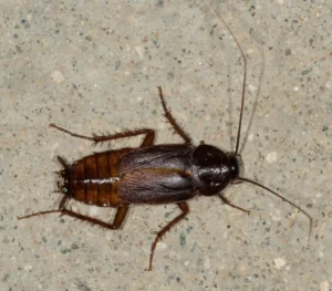 El Autillo Europeo: Amenazas y conservación 8 Blatta Orientalis - Cucaracha oriental