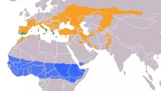 El Autillo Europeo: Amenazas y conservación 3 Distribución del Autillo Europeo