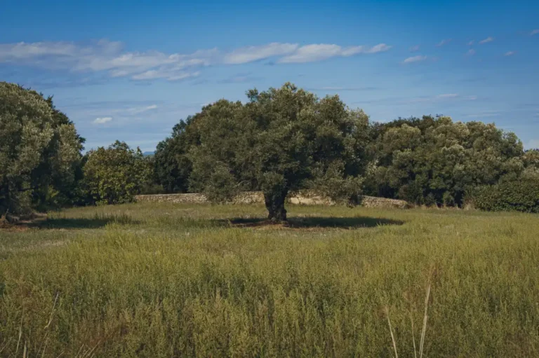 El Autillo Europeo: Amenazas y conservación 4 Hábitat del autillo europeo