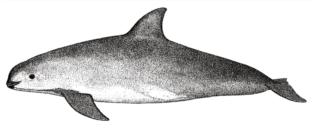 Vaquita marina: biología, estado y estrategias de conservación 2 vaquita marina