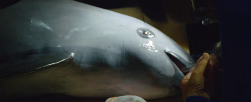 Vaquita marina: biología, estado y estrategias de conservación 7 Captura en la que se observa a la hembra de vaquita capturada por el Programa Vaquita CPR el 4 de noviembre de 2017, en los intentos de reanimación previos a su fallecimiento. Fuente: Captura tomada del tráiler del documental Sea of Shadows (National Geographic).
