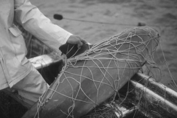 Vaquita marina: biología, estado y estrategias de conservación 4