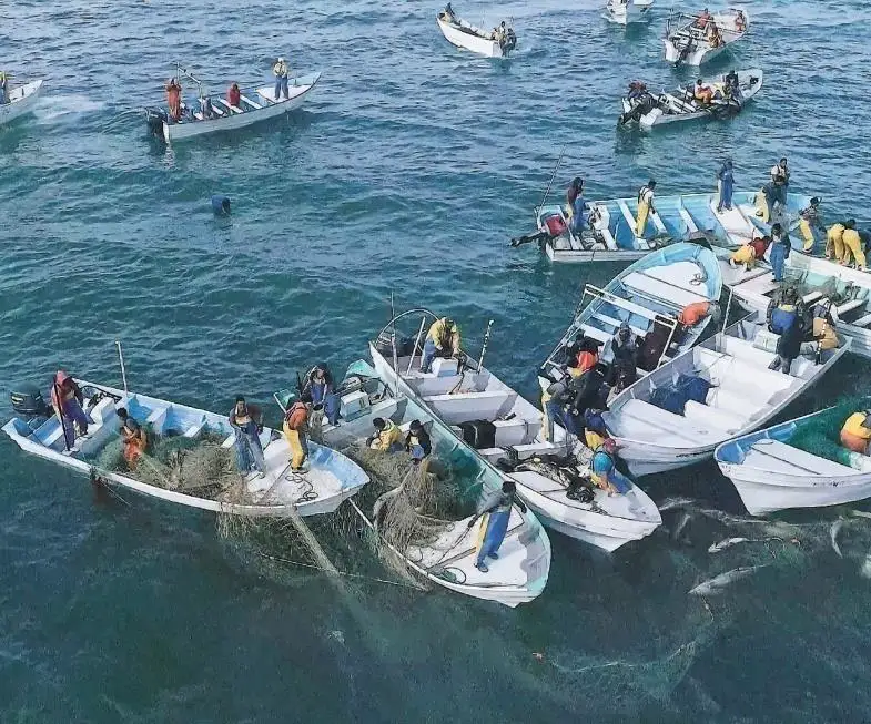 Vaquita marina: biología, estado y estrategias de conservación 5