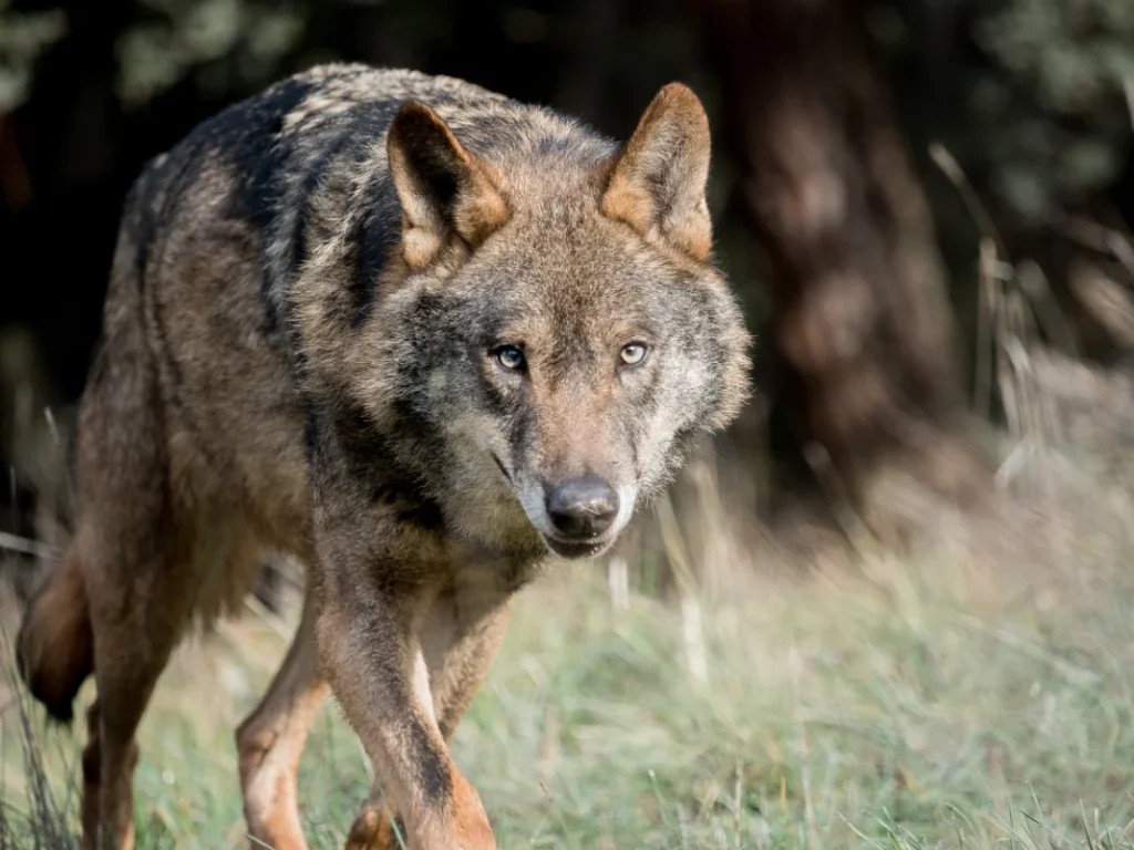 Instintia, escuela de formación especializada en animales salvajes