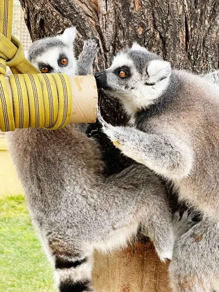 cuidador de animales salvajes