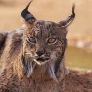 Lince Ibérico