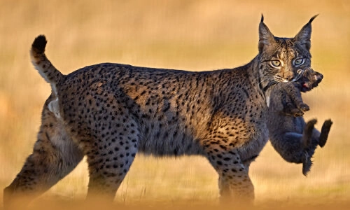 Lince ibérico con su presa