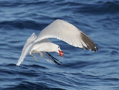 gaviota de audouin