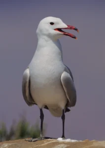 Gaviota de Audouin